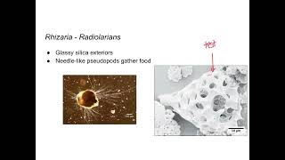 Protists - Rhizaria