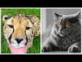 Приколы с Животными 2020/ Лучшие Приколы  / Смехотерапия / Коты Собаки и Другие (39)