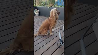 Dog's reaction to the neighbours' cat  English Cocker Spaniel Robby