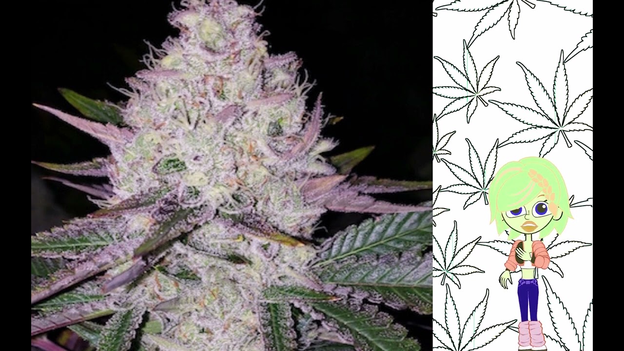 Lemon Berry Candy OG   Ethos Genetics