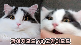 PuppyLike Cat vs Just Cat