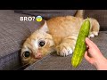 Dogs and Cats Reaction to Food - Funny Animal Videos