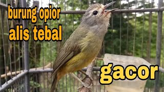 SUARA BURUNG OPIOR ALIS TEBAL GACOR