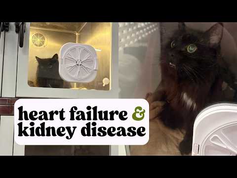 Why I'm Saying Goodbye to My Cat