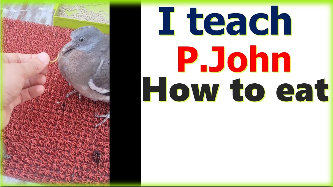 I Teach My Rescue Pigeon To Eat YouTube i-teach-my-rescue-pigeon-to-eat-youtube