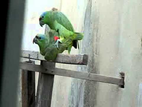 Papagaios Louro e Bela acasalando