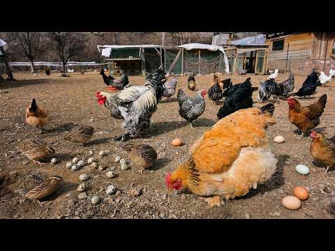 Quail Farming for Meat and Egg Production in Rural Areas - Poultry Farm Routines