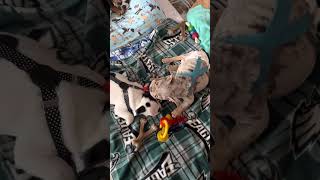 Briggs Mandy Jordy Rosie Kippa Willow Hh Crew