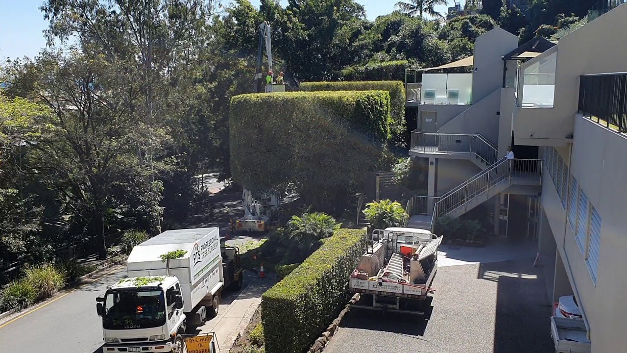 Professional Tree Surgery Sunshine Coast - YouTube