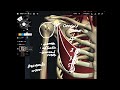 Quick overview of anatomy of pectoralis minor