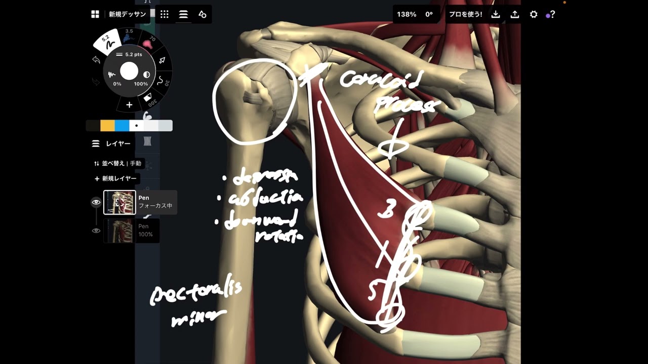 Quick overview of anatomy of pectoralis minor