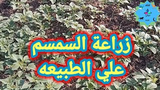 زراعة السمسم علي الطبيعه ورعايته ولماذا لايزرع في الأرض الطينيه الجزء الأول