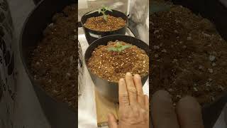 New grow underway.