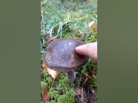 Черноголовик. - YouTube