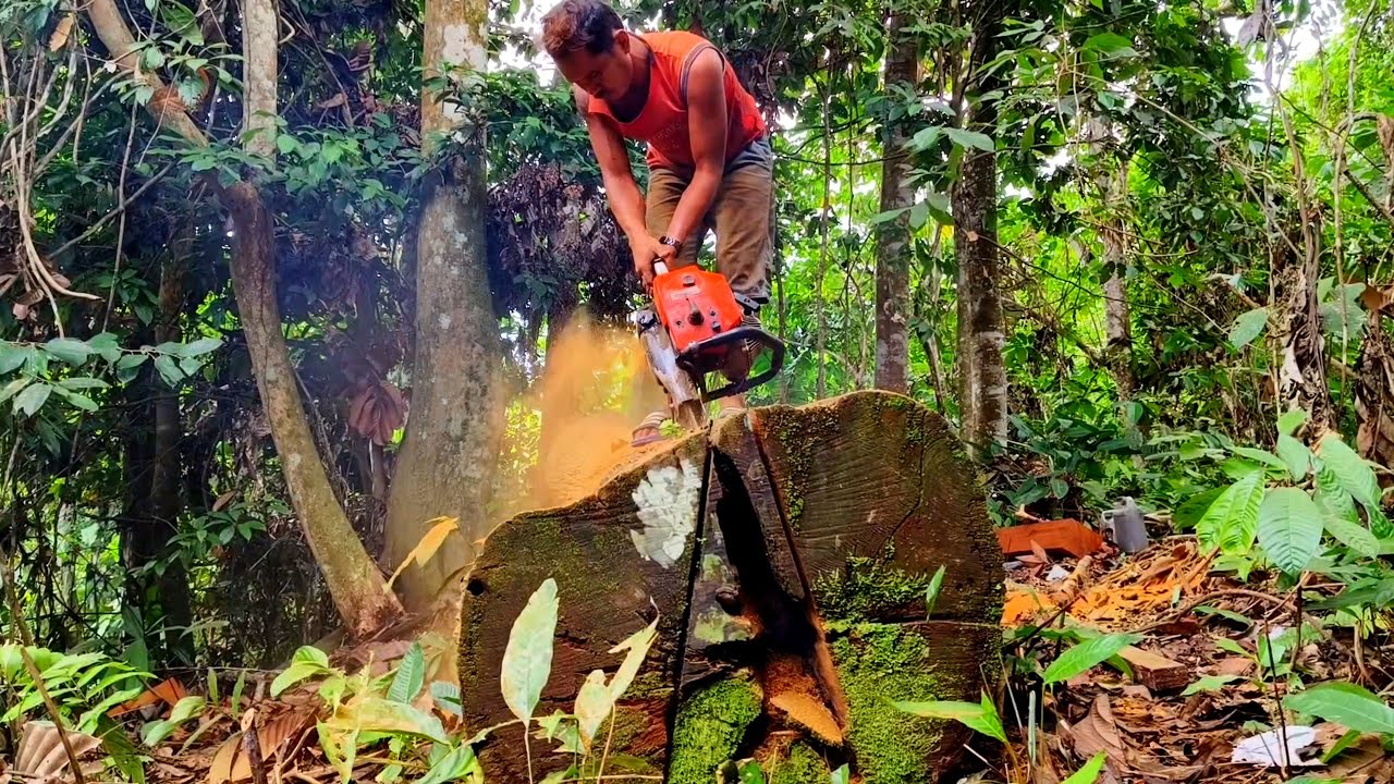 Penemuan Langka!! kayu ulin tumbang ratusan tahun dan penuh sejarah...!!