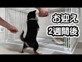 お迎え2週間後のご飯が初日と比べて激しすぎる豆柴子犬