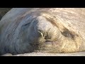 Two and a Half Minutes of Elephant Seals Snoring | A Year in Antarctica (2010)