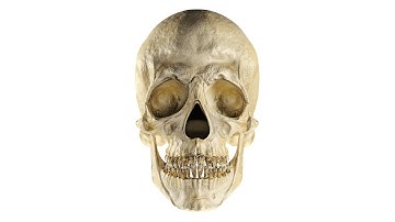 human skull animation