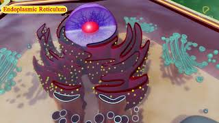 Practically's Concepts - Cell Organelles Endoplasmic Reticulum - #LearnPractically