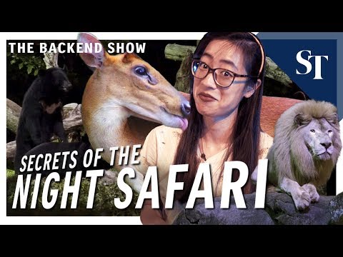 What’s in the Singapore Night Safari? | The Backend Show | ST