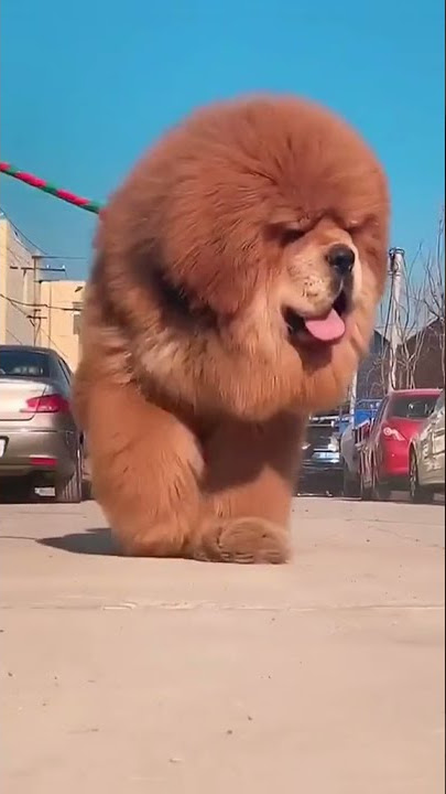 viral dog terbesar di dunia