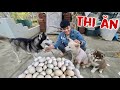Thử Thách Ngáo Husky Gấu Alaska Gấu Tuyết Ăn Thi Và Cái Kết | Thịnh Ethix