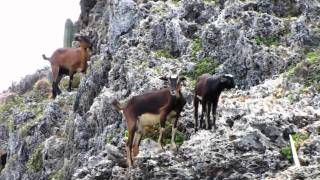 Wild Goats of Aruba by qlaval 13,936 views 14 years ago 2 minutes, 54 seconds