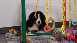 Blue Diamond Brewster Bernese Puppy