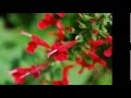 サルビアの花　もとまろ　【cover】
