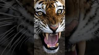 Angry lions #shorts #feed #viral #video #lion #shortvideo #trending