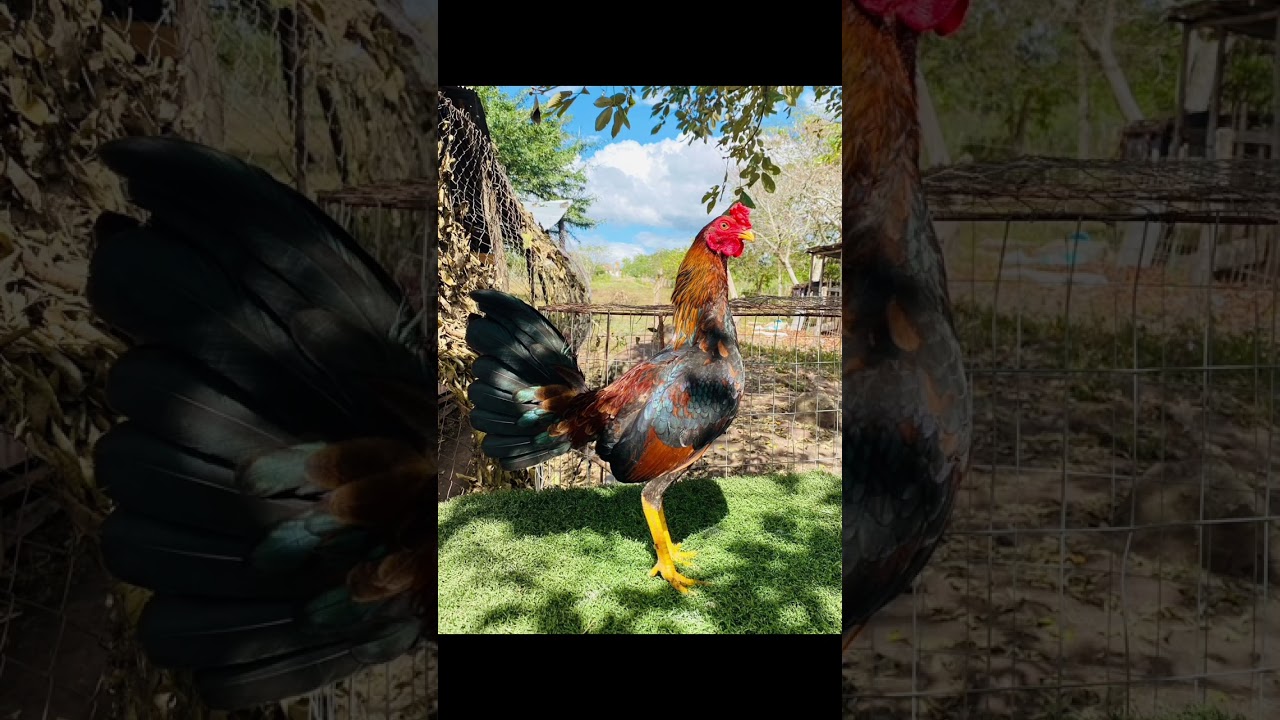 Mis gallos son buenos pero no los valoran bien