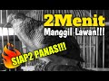 PERKUTUT LOKAL MANGGIL LAWAN‼️ SUARANYA BIKIN PERKUTUT LAIN PANAS‼️