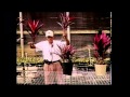 ¿Que son,como se cultivan y se reproducen las plantas ornamentales?