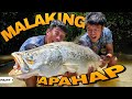 P1-MALAKING APAHAP - EP1104