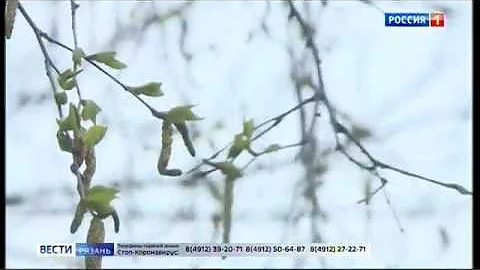 Аллергия на березу