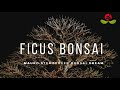 FICUS BONSAI