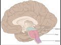 Chemocettori periferici sono sempre in allerta