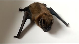 Health officials offer guidance after rabid bat is found in Ann Arbor home