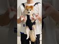 Pet backpack#backpack #bag #dog #pet #cute #foreyou