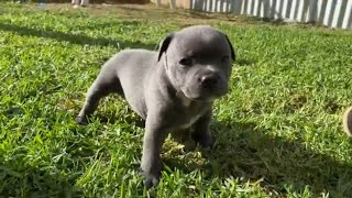 BLUE/BLACK Little Blue Staffy by Julian Jones 684 views 3 years ago 1 minute, 29 seconds