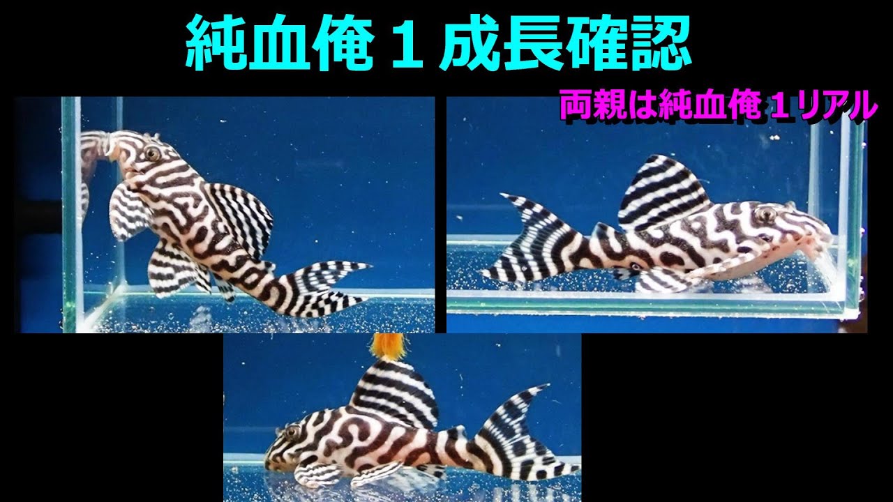 約5センチ - 熱帯魚 キンペコ 若魚 リアルメガクラウン 繁殖経験有り