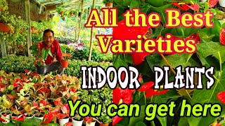 All the Unique types of Indoor plants are available here. Prices are also reasonable