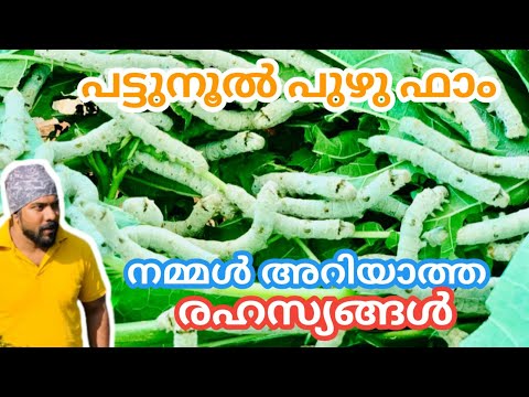 കേരളത്തിലെ പട്ടുനൂൽ പുഴു ഫാം വിശേഷങ്ങൾ|Silk Worm Farming in Kerala Part1