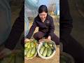 I never thought I would get beaten up like this while harvesting cucumbers #fruit #cucumber
