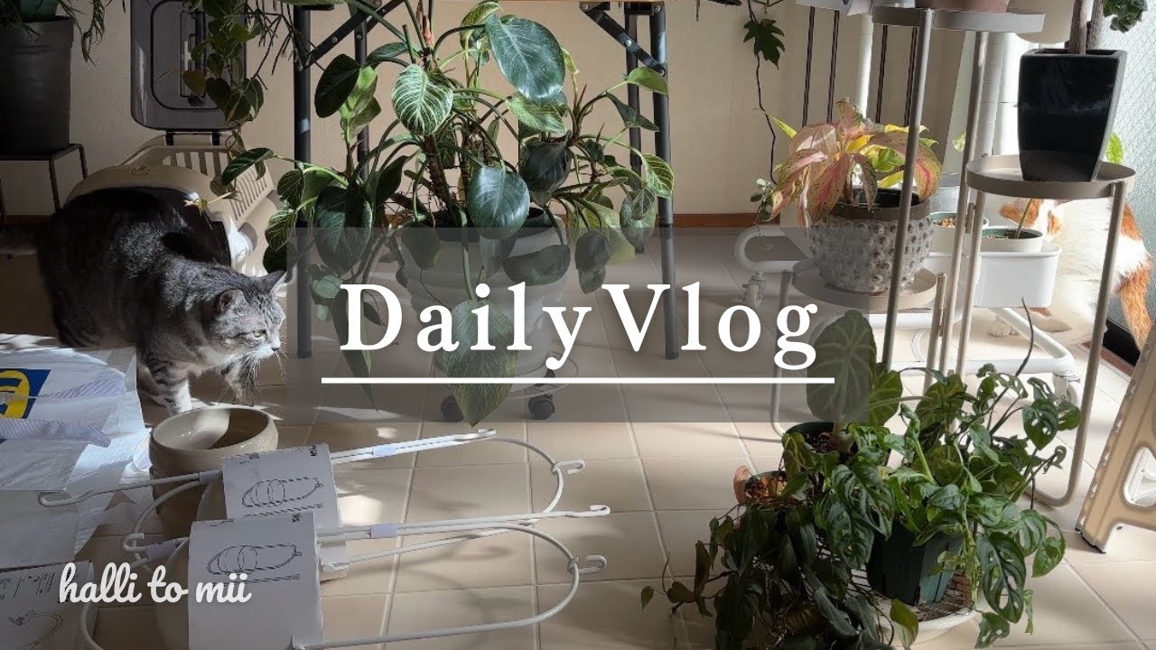 #31 光と植物で変わるキッチン｜IKEA購入品｜築古賃貸Vlog