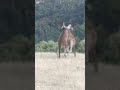 Boxing kangaroos