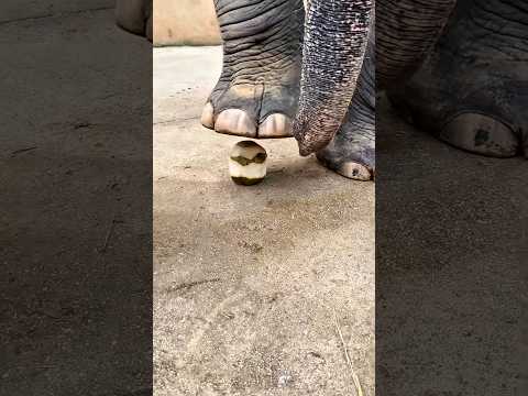 O homem desistiu, mas o elefante fez algo incrível! 😱🐘🥥😂