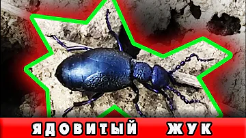 Ядовитый жук- Майка фиолетовая/ Meloe violaceus ☘🌸🐞
