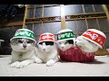 赤いきつねと緑のたぬきをのせた4匹猫 200123