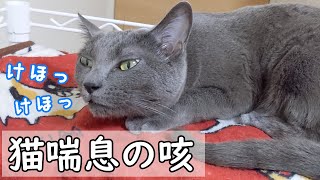 ハムちゃんの猫喘息が再発…咳の様子をシェアします